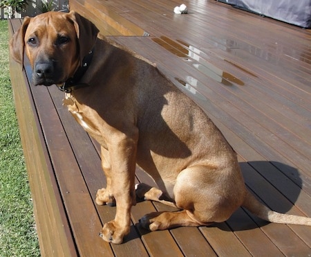 The left side of a Rhodesian Ridgeback puppy that is sitting on a wet wooden porch. It is looking forward.