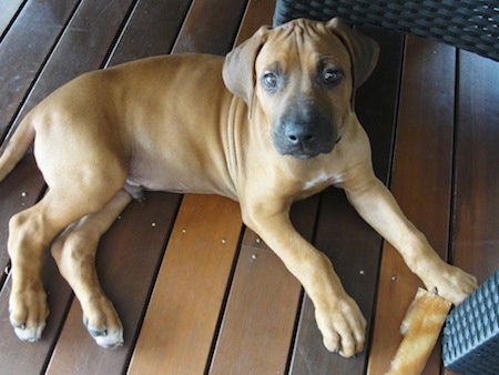 A Rhodesian Ridgeback puppy is laying on a wooden deck looking up. There is a brown rawhide bone in front of its right paw.