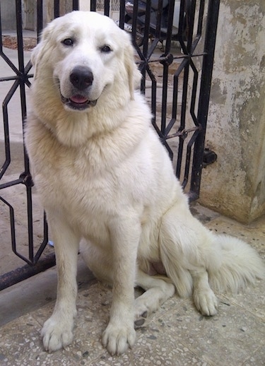 Bee the Caucasian Shepherd Dog is sitting in front of a metal gate. Her mouth is open