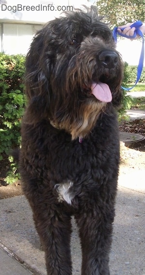 Front view - A thick, wavy coated, black with white Saint Berdoodle dog is standing on a concrete walkway and it is looking up and to the right. Its mouth is open and tongue is out. It has a tuft of white on its chest.