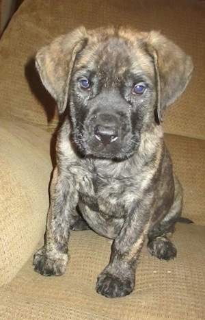 Close up front view - A brown with black brindle Saint Bermastiff puppy is sitting on a tan couch and it is looking forward.