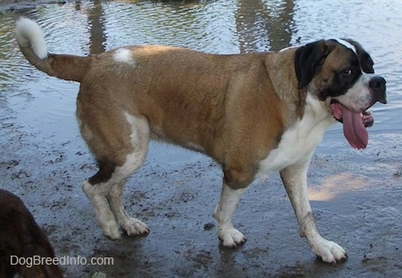 The right side of a short haired huge brown with white and black Saint Bernard dog with a long tail that has a ring at the tip walking across a muddy surface next to a body of water looking to the right with her mouth open and large, long tongue hanging out.
