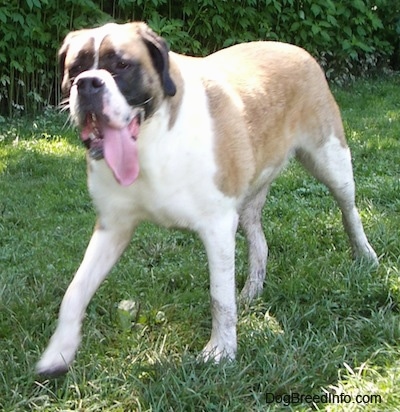 Front side view - A shorthaired tan and white with black Saint Bernard dog is walking across a grass surface and it is looking to the left. It looks hot and it is panting.