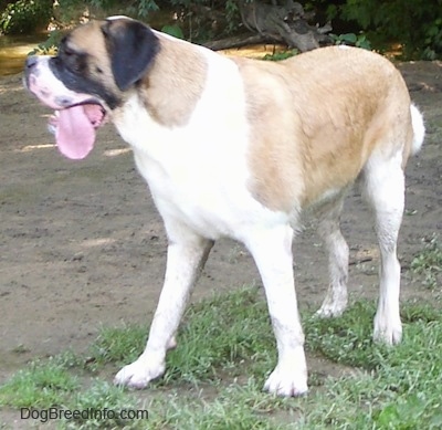 The front left side of a tan and white with black Saint Bernard dog is standing in patchy grass and it is looking to the left. Its mouth is open and its huge tongue is hanging out.