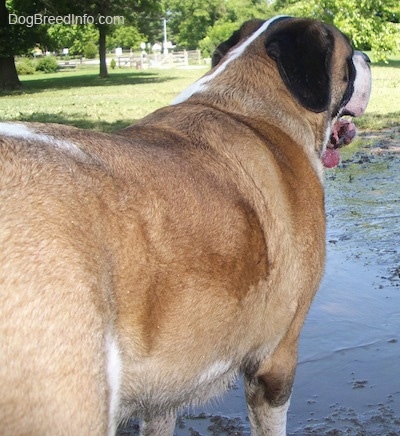 The back right side of a tan and white with black Saint Bernard dog that is standing in mucky water looking to the right.