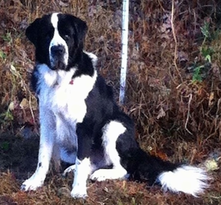 newfie st bernard mix