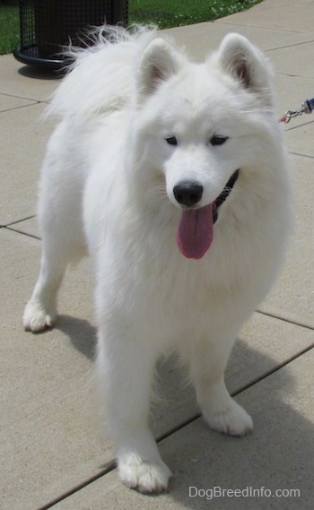 A happy looking, thick coated, white Samoyed is standing on a concrete surface, it is looking forward and it is panting.