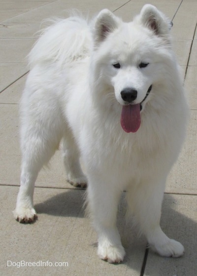 Samoyed Dog Breed Information and Pictures