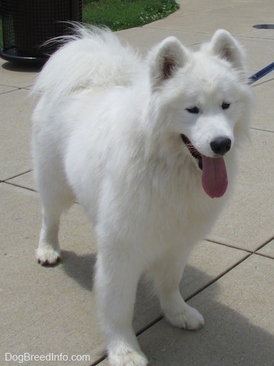 The front right side of a thick coated white Samoyed that is standing on a concrete surface, it is looking to the right and it is panting. The dog's coat looks very clean.