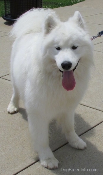 The front right side of a white Samoyed that is looking to the left and it is standing on a concrete surface. Its mouth is open and its tongue is hanging low. The dog is very clean and pure white.