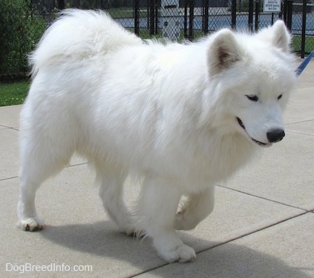 The right side of a thick coated, white Samoyed is walking across a concrete surface and it is looking down.