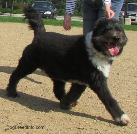 The right side of a black with white Schapendoes dog that is walking across a dirt surface, it is looking forward, its mouth is open and its tongue is out. There is a person behind it bending over it to touch the dog. The dog is walking with a long stride and it looks happy.