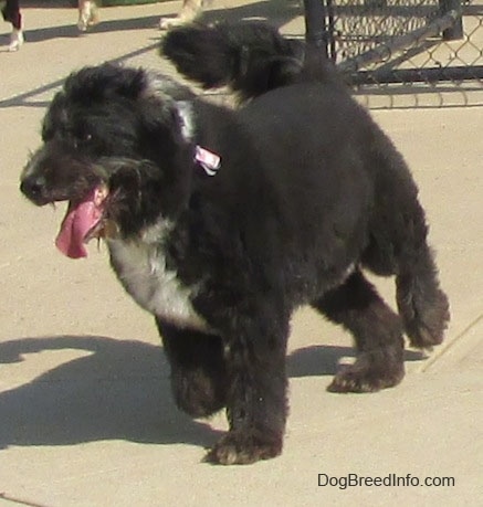 The left side of a black with white Schapendoes dog that is turning on a concrete surface. It is wearing a pink ribbon. Its mouth is open and tongue is out. Its front paw is up in the air.