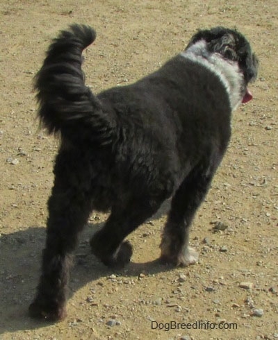 The back right side of a black with white Schapendoes dog that is walking up a dirt surface. Its mouth is open and its tongue is sticking out. Its tail is up in the air.
