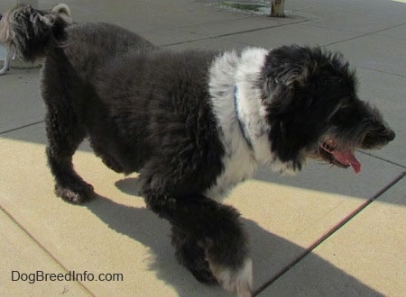 The front right side of a thick coated, black with white Schapendoes dog that is walking across a concrete surface, its mouth is open and its tongue is out.