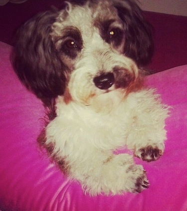 Close up front view - A black and white Schnoodle is laying on a hot pink pillow and it is looking forward.