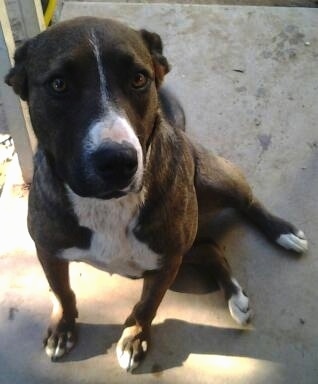 Close up front view - A brindle with white Shepherd Pit dog sitting on a concrete surface looking up. It's body is brown and black and it has a white stripe down its stop to its nose and a white chest with white on its paw tips.