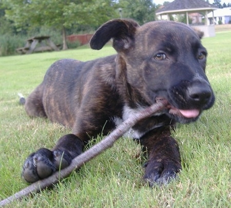 brindle shepherd pit mix