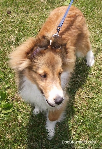Top down view of a brown with white Shetland Sheepdog puppy that is standing in grass and it is looking to the right. It has a long muzzle.