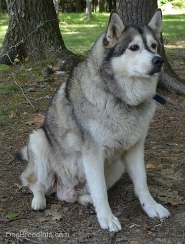 A grey and white thick coated Siberian Husky is sitting under the shade of a couple trees. It is looking to the right. It has dark eyes.