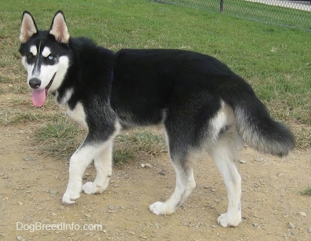 The left side of a black with white and grey Siberian Husky dog that is walking across a dirt surface, it is looking forward, it is panting and its eyes are two different colors, one is blue and one is brown.