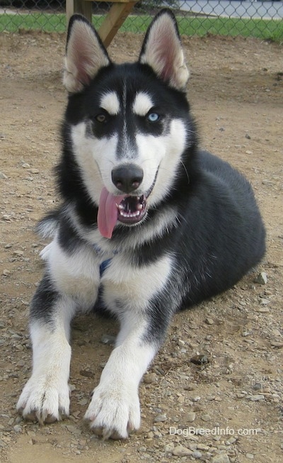A black with white and grey Siberian Husky is laying on a dirt surface, it is looking forward, its mouth is open and its tongue is sticking out of its mouth. It has one blue eye and one brown eye.