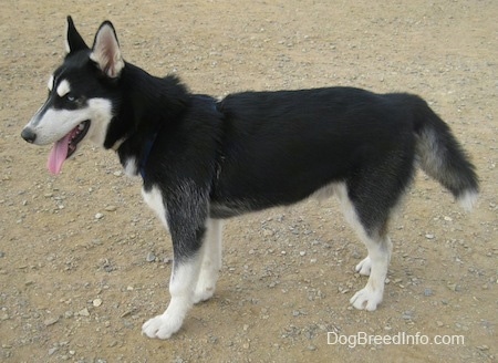 The left side of a black with white and grey Siberian Husky that is standing across a dirt surface, it is looking to the left, its mouth is open and its tongue is out. It is holding its tail down low.