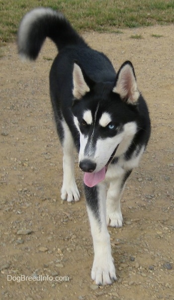 A black with white and grey Siberian Husky is walking down a dirt surface, its mouth is open and its tongue is sticking out. It has one blue eye and one brown eye.