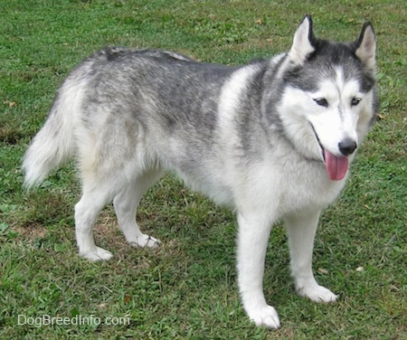 The front right side of a wolf-looking, grey and white Siberian Husky that is standing on grass, it is looking to the right and it is panting.