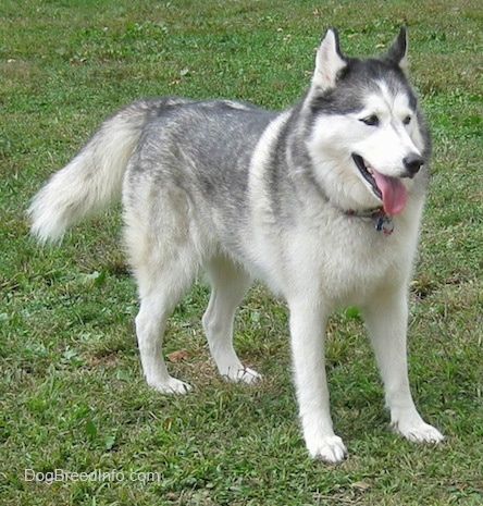 The front right side of a grey and white Siberian Husky that is standing on grass, it is panting and it is looking to the right. The dog looks happy.
