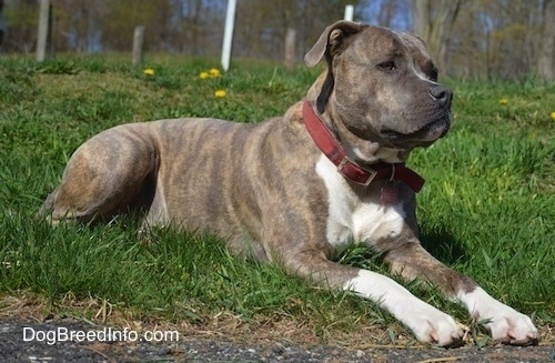 full grown brindle pitbull