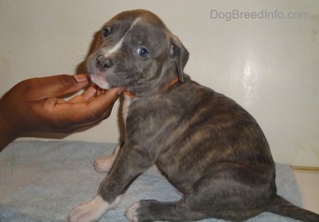 brindle pitbull mixed with blue nose