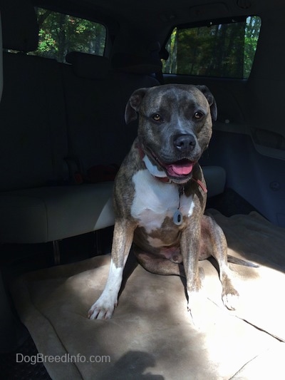A big-headed, blue-nose brindle Pit Bull Terrier dog is sitting in the middle area of a Toyota Sienna minivan that has the middle seats removed on a dog bed looking forward. His mouth is open, tongue is out and it looks like he is smiling.