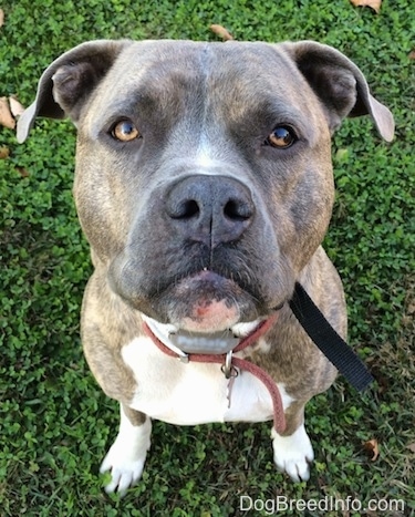 Close up - A blue nose brindle Pit Bull Terrier is sitting in grass and it is looking up.