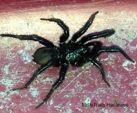 Black Wolf Spider on a red painted surface