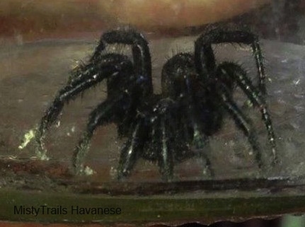 Black Wolf Spider in a jar