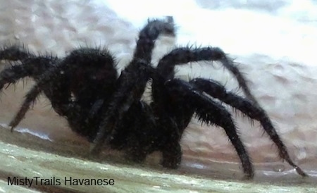 Black Wolf Spider walking around a jar