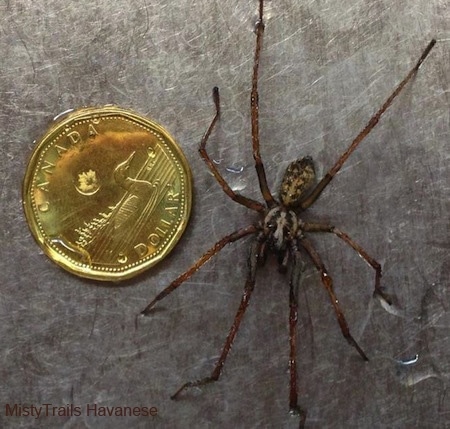 Funnel Weaver Spider next to a Canadian Dollar for size comparison