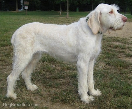 italian spinone dogs for sale