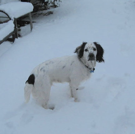 Side view - The back right side of a white with black Sprocker Spaniel dog standing in grass and it is looking forward. It has longer wavy hair on its long ears that hang down to the sides.