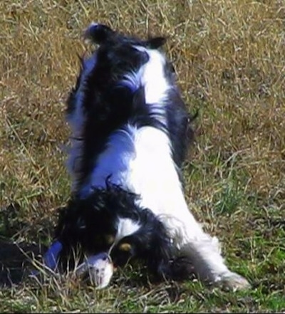 A black and white with tan Sprocker Spaniel dog is play bowing in the grass. It has a long coat.