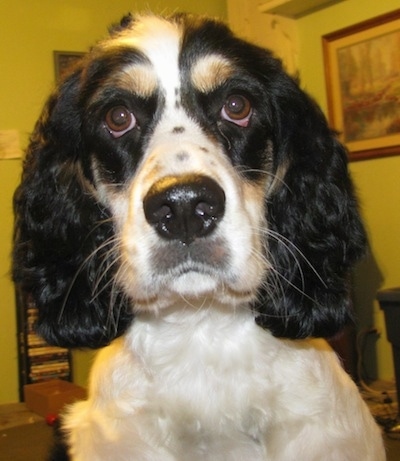 Close up front view - A black and white Sprocker Spaniel is sitting on a carpet and it is looking forward. It has wide brown eyes and black spots in the middle of its stop on its face and long fluffy ears. Its nose is shiny black.