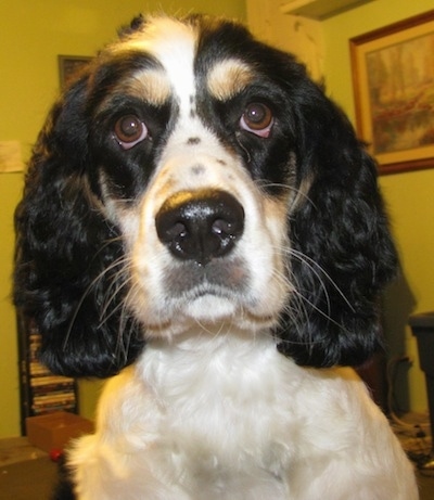 springer spaniel blonde