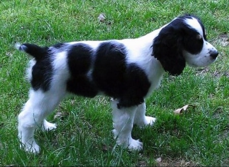 sprocker spaniel for sale near me