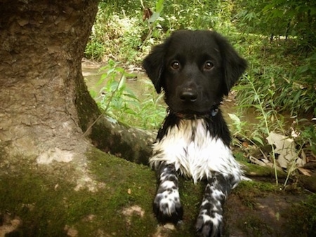 Close up - A little black and white Stabyhoun puppy is standing up against the root of a tree and it is looking forward. The dog's body is wet and there is a stream behind it.