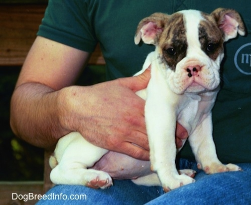 Information about breeding and whelping a litter of puppies