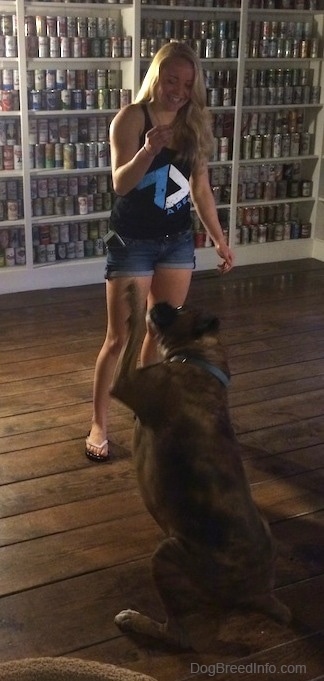 Bruno the Boxer sitting and waving at Amie who is holding a piece of steak with a wall of shelves full of old vintage beer cans behind them