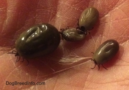 Close up - Four fat blood-filled ticks of varying sizes being held in a persons hand.