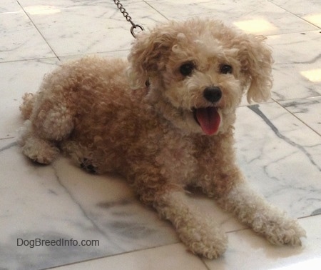 The front right side of a curly coated tan Toy Poodle dog laying across a tiled surface, it is looking forward, its mouth is open and its tongue is sticking out. It has wide round dark eyes and a black nose.