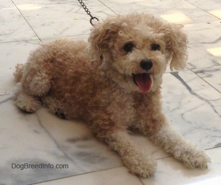 toy poodle dog